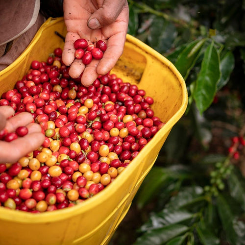Raw coffee beans for Baressa Paso Blend