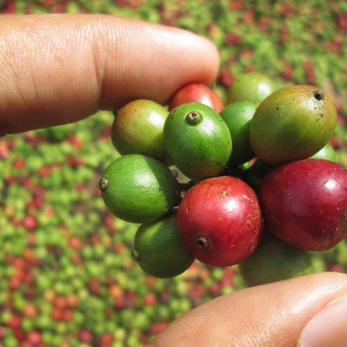 Freshly picked Fairtrade coffee beans for Baressa Jive Blend