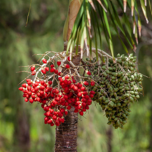 Raw coffee beans growing for Baressa Reggio Blend RFA